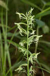 Green fringed orchid